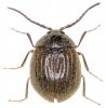 Eubria palustris